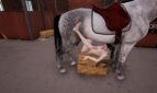 Stallion Adult Game Screenshots (5)
