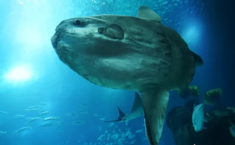 Sunfish City Adult Game Cover